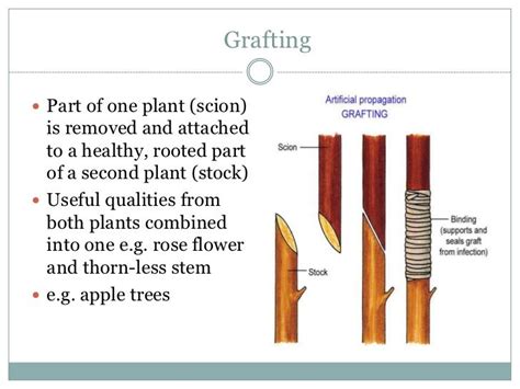 Asexual Reproduction Of A Flowering Plant