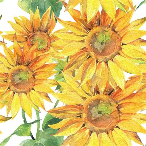 Girasoli Illustrazione Dipinta A Mano Dell Acquerello Fondo