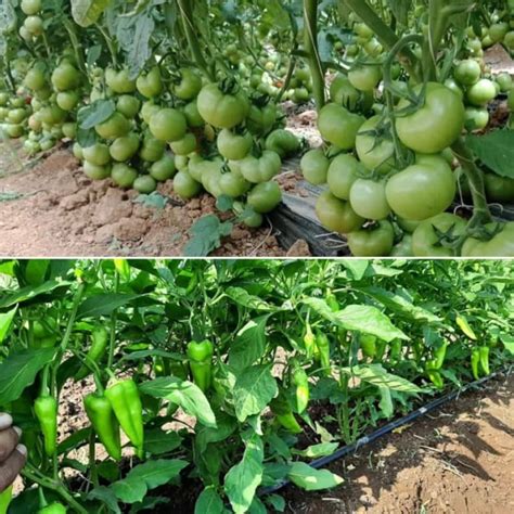 Organic Vegetable Farming Income, Profit, Cost, Yield | Agri Farming