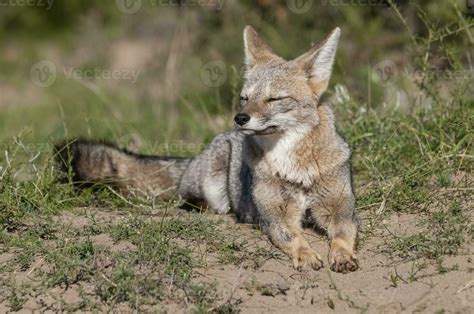 Pampas Grey fox , in Pampas grass environment, La Pampa province ...