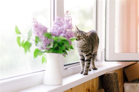 Oito plantas perfeitas para quem tem animais de estimação em casa