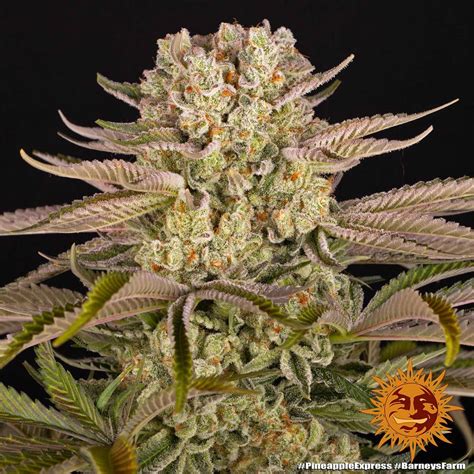 Pineapple Express Weed Strain Barneys Farm