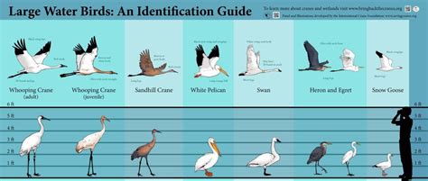 How to Identify Florida Waterbirds (With Photos and Videos) - Owlcation