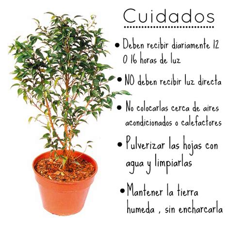 Como Cuidar Las Plantas Imagui