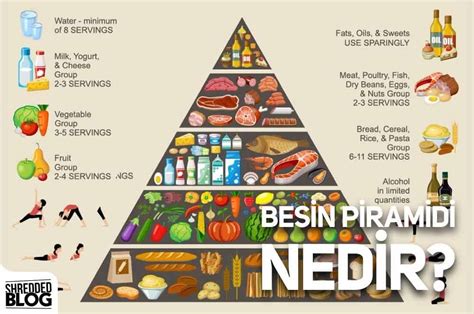 Besin Piramidi Nedir? | SHREDDED BROTHERS