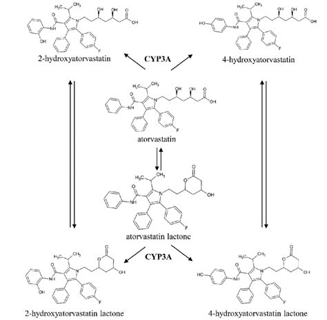 Overview Of Atorvastatin Metabolism The Production Of Hydroxylated