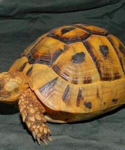 speckled padloper tortoise for sale | speckled cape tortoise for sal