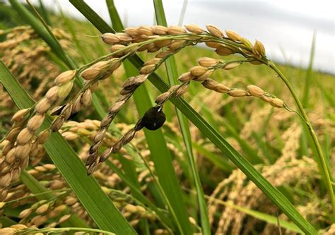 水稲の病害虫・雑草：防除特集2022－日本農業新聞 広告部