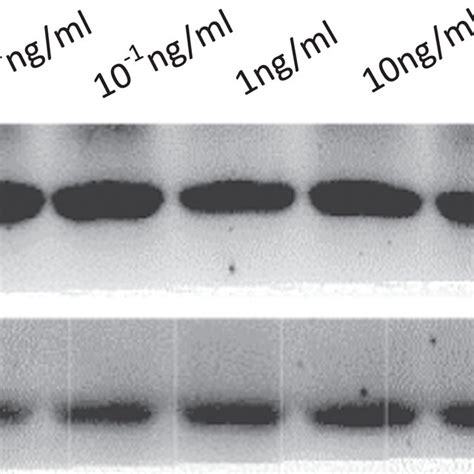 Western Blot Analysis Of Hs‐crp Expression In Lo2 From Increasing