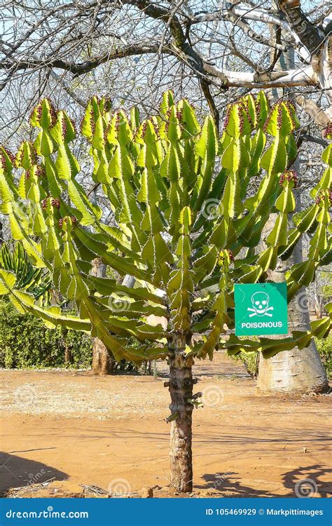 African Poisonous Cactus Stock Image Image Of Outdoor 105469929