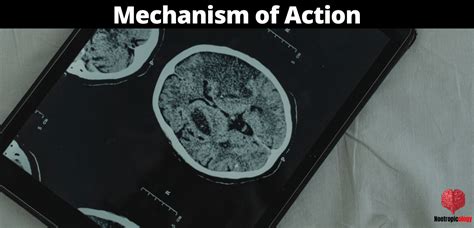 Scientific Breakdown Of Nootropics