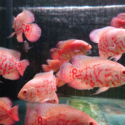 Jual Ikan Hias Oscar Albino Batik Red Jakarta Barat Mazaquaria