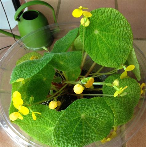 How To Make A Terrarium Buxton Begonia