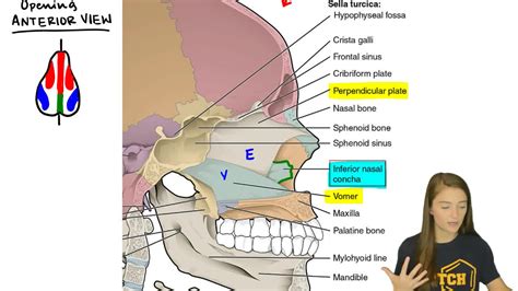 Inferior Nasal Concha: Location, Anatomy, Functions With, 44% OFF