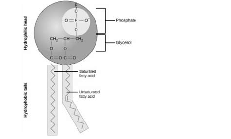 Phospholipid Molecule Structure