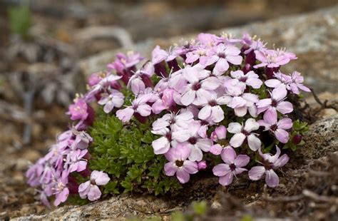 cushion plants – awkward botany