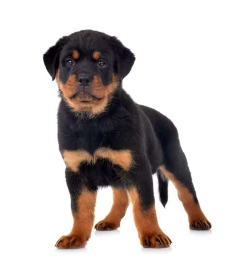 Rottweiler Caract Re Alimentation Et Prix