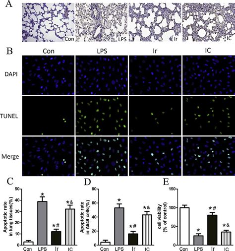 Irisin Suppressed Lps Induced Cell Apoptosis In Rats And In A549 Cells