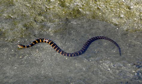 Northern watersnakes have play date at Beach Garden Park - Lynnhaven ...