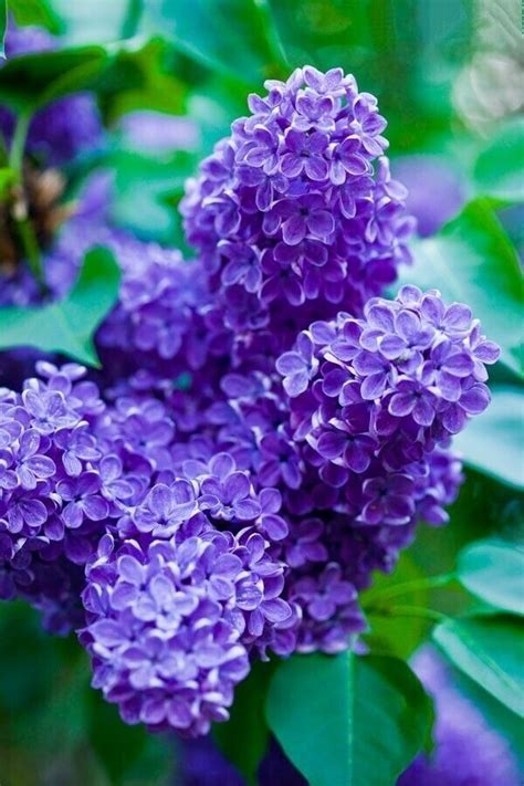 25 dark purple lilac seeds tree fragrant flowers perennial flower ...