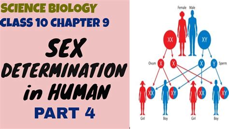 Chapter 9 Heredity And Evolution Part 4 Sex Determination In Human