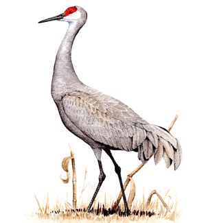 Sandhill Crane Drawing | Free download on ClipArtMag