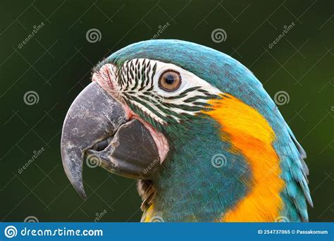 Close-up of Blue-throated Macaw. Stock Image - Image of animal, wild ...