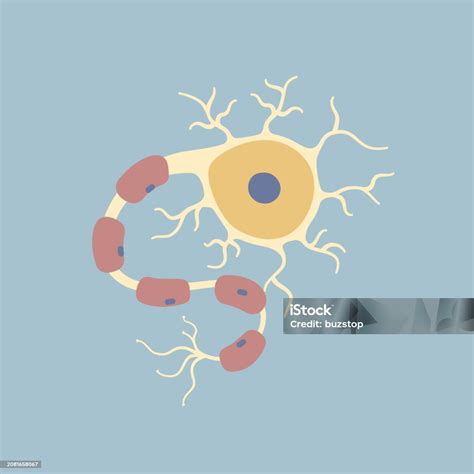 Human Brain Neuron Nerve Cell Synapses Myelin Sheat Cell Body Nucleus