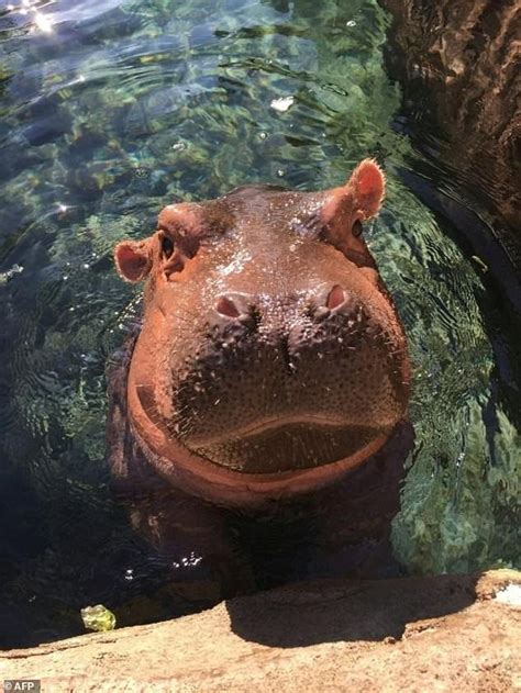 Fiona The Baby Hippo Or How Animals Go Viral Daily Mail Online