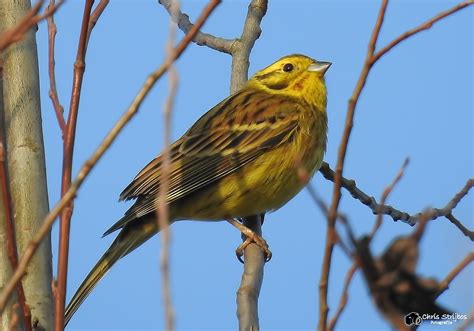 Fenolijn Maart Vroege Vogels Bnnvara