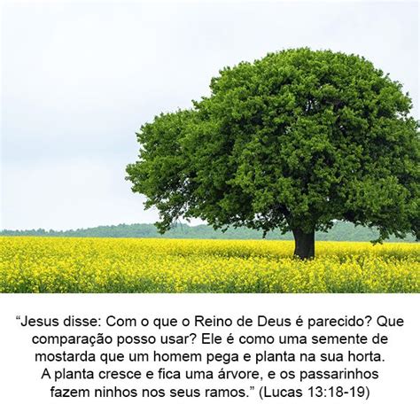 Jesus disse o que o Reino de Deus é parecido Que comparação