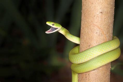 JaredDavidsonPhotography: Rough Green Snake photographs