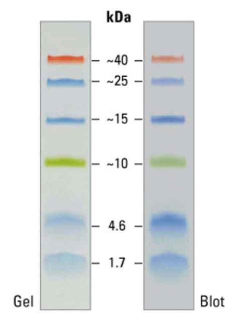 Spectra Multicolor Low Range Protein Ladder - Thermo Fisher Scientific