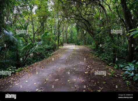 A Scenic View Of Mt Bandilaan National Park Siquijor Philippines