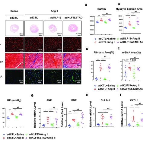 KLF15 Improved Ang II Induced Cardiac Remodeling Through TAD AdCTL