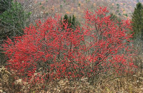 Michigan Holly (Ilex verticillata) - Wild Cherry Farm - Native Plant ...