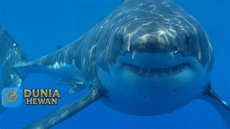 Hiu Putih Raksasa Great White Shark Hiu Terbesar Di Dunia