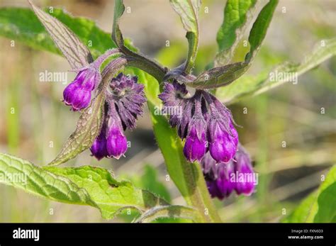 Beinwell Comfrey 11 Stock Photo Alamy