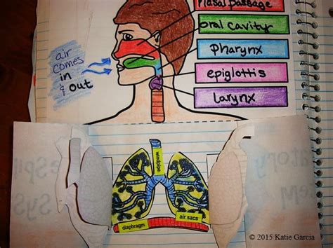 2 Respiratory System Foldables Follow Me On Facebook Mrsgclassroom