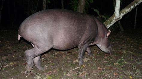 Brazilian Tapir | MarkEisingBirding