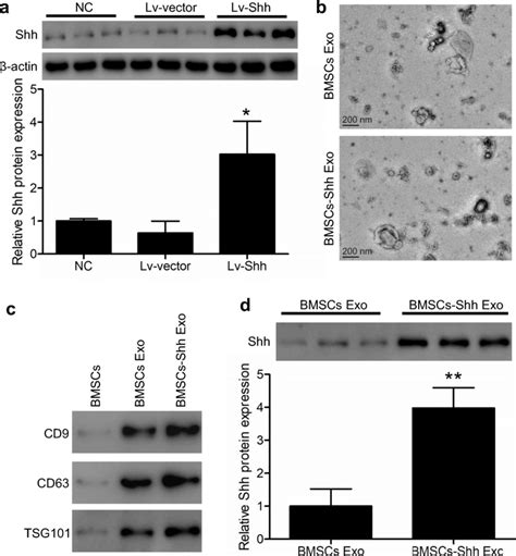 Bmsc Derived Exosome Characterization A Bmscs Were Transduced With