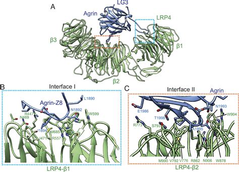 Structural Insights Into The Assembly Of The Agrin Lrp Musk Signaling