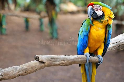 Vibrant Blue And Yellow Macaw Perched On Tree Branch Stock Illustration