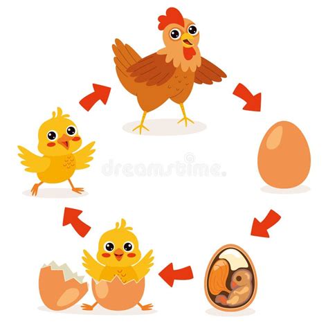 Life Cycle Chicken Stock Illustrations 291 Life Cycle Chicken Stock