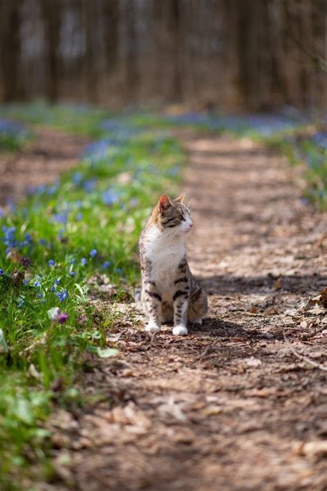 Кот в весеннем лесу. | Beautiful cats, Cute cats, Cute animals