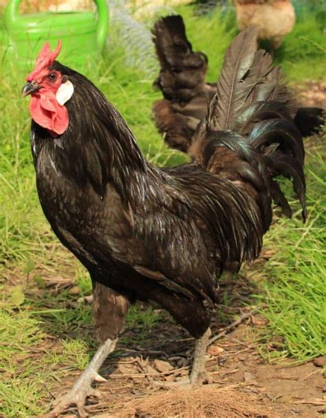 10 Rarest Chicken Breeds In The World Rarest Org