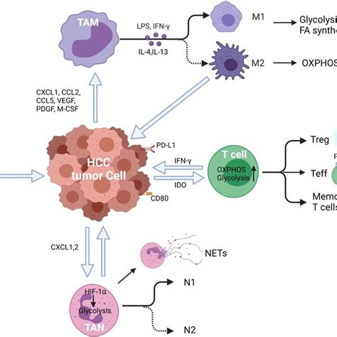 Regulation Metabolism Of T Cells A Activated T Cells Have Increased