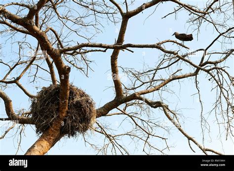 Hamerkop on nest hi-res stock photography and images - Alamy