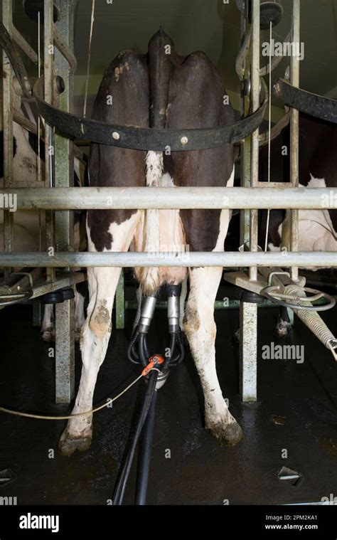 Dairy Cows Bos Taurus Being Milked Dairy Farm Taranaki North