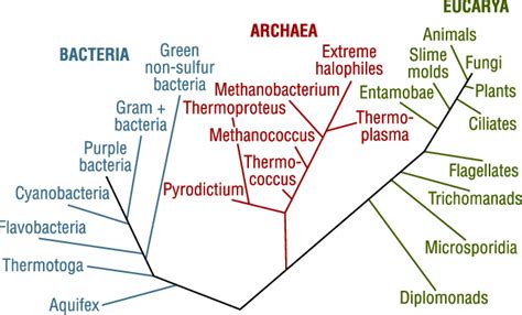 Popular View Of The Evolutionary Relatedness Of The Three Domains Of